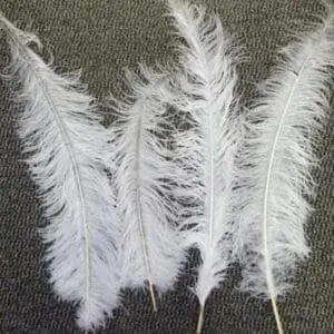 large feathers