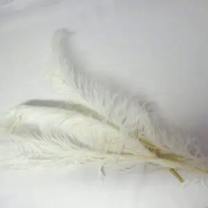 Large Ostrich Feathers White