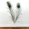 Peacock Feathers