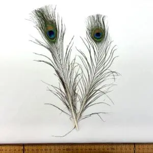 Peacock Feathers