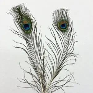 Peacock Feathers