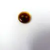 Tiger Eye Buttons 12mm Code Jam