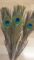 Peacock Feathers