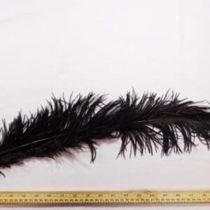 Black Feathers Large Ostrich