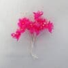 Cerise