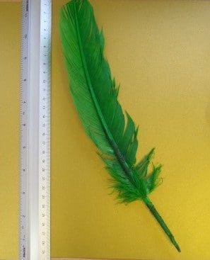 emerald indian feather
