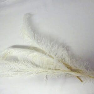 Large Ostrich Feathers White