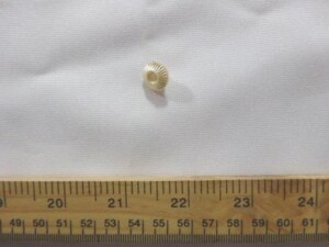 Buttons Shell Pearl 12mm Cream Code Jam