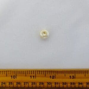 Buttons Shell Pearl 12mm Cream Code Jam
