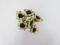 Flower 2137 Sunflower Bunches White