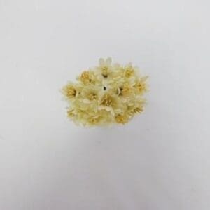 Flower 1471 Sun Daisy white