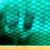 Jade