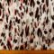 T-Shirting Fabric Marshmallow Dalmatian Cream Coral Black