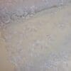 Lace Fabric Bridal Scalloped Sequinned Daphne White