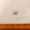 Buttons 22mm Domed Shanked Gold Code Nat