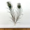 Peacock Feathers