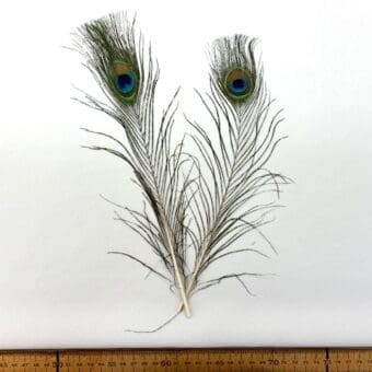 Peacock Feathers