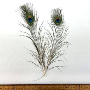Peacock Feathers