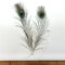 Peacock Feathers