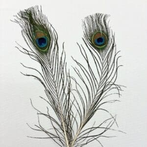 Peacock Feathers