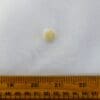 Ladybird Buttons Beige