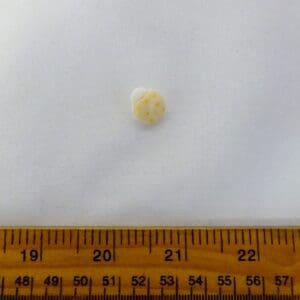 Ladybird Buttons Beige
