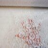 Lace Fabric Corded Maxine And Molly White