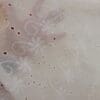 Pure Cotton Fabric Broderie Anglais Swiss Cheese Ivory