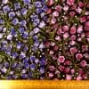 Bamboo Viscose Fabric Floral Forget Me Knots
